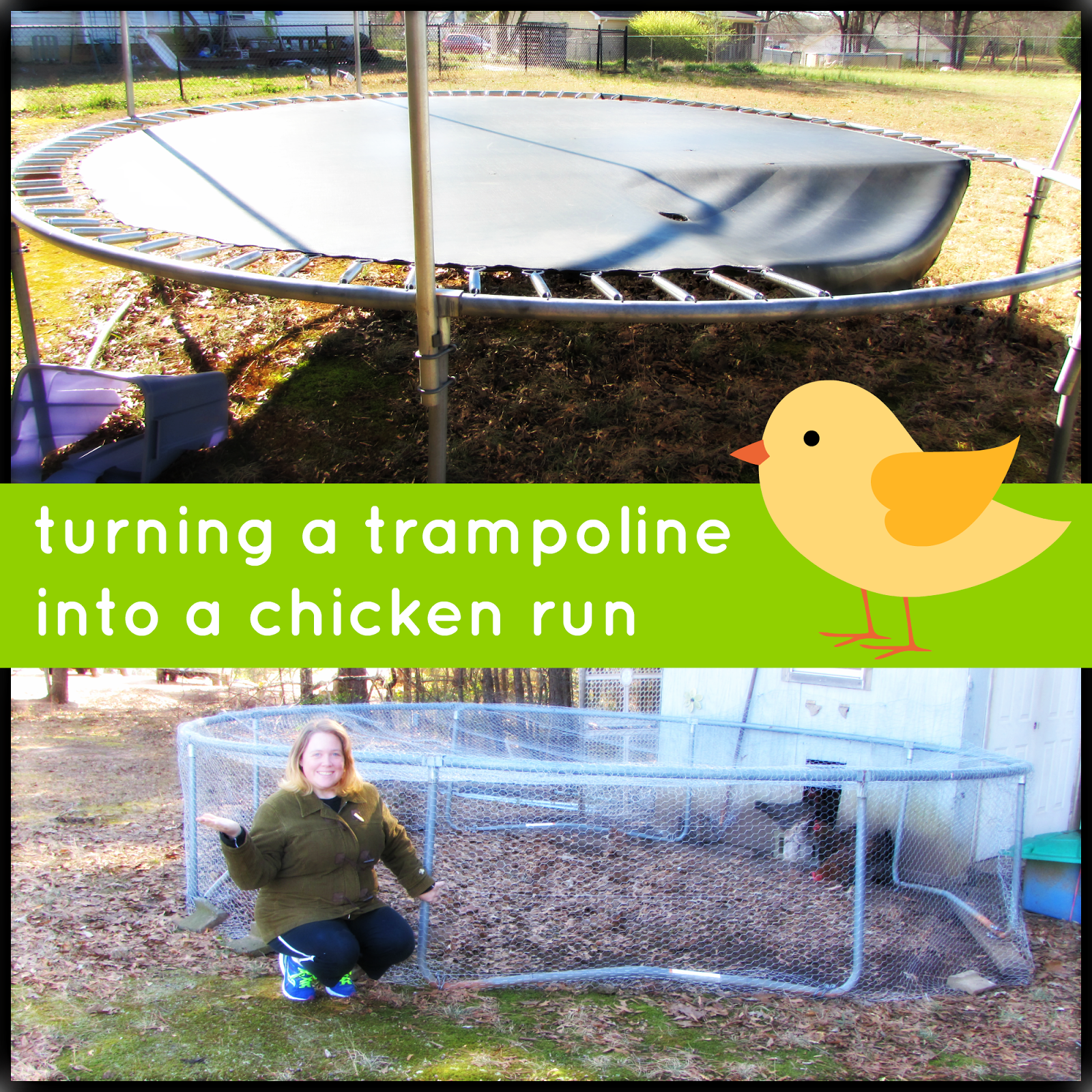 Winnowing Woman turning a trampoline into a chicken run