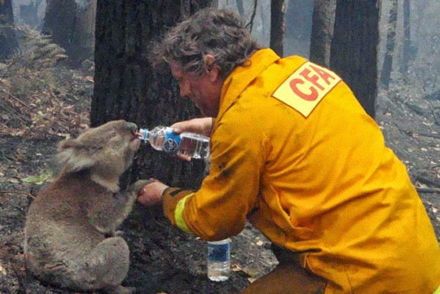 30+of+the+most+powerful+images+ever+-+A+firefighter+gives+water+to+a+koala.jpg