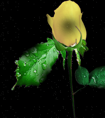 beautiful animated flowers