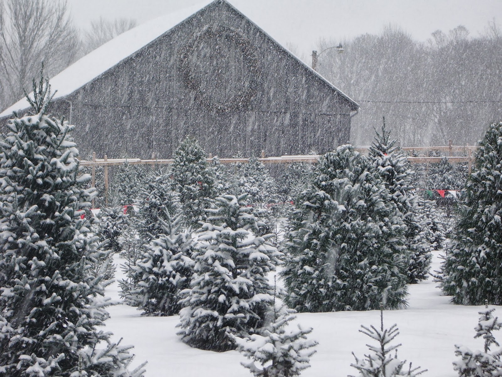 12 best christmas tree farms in usa for perfect christmas trees Tower Family Christmas Tree Farm: It's Beginning to Look alot like
