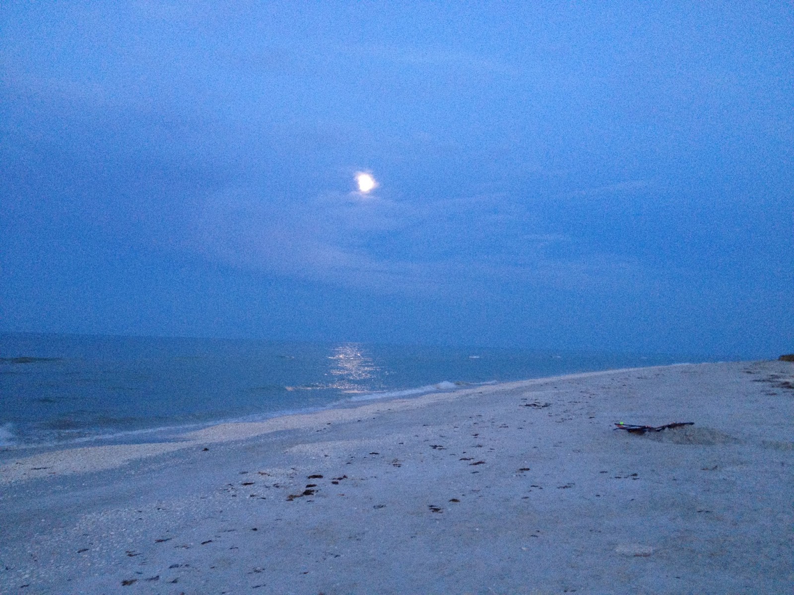 Image result for bird beach moon