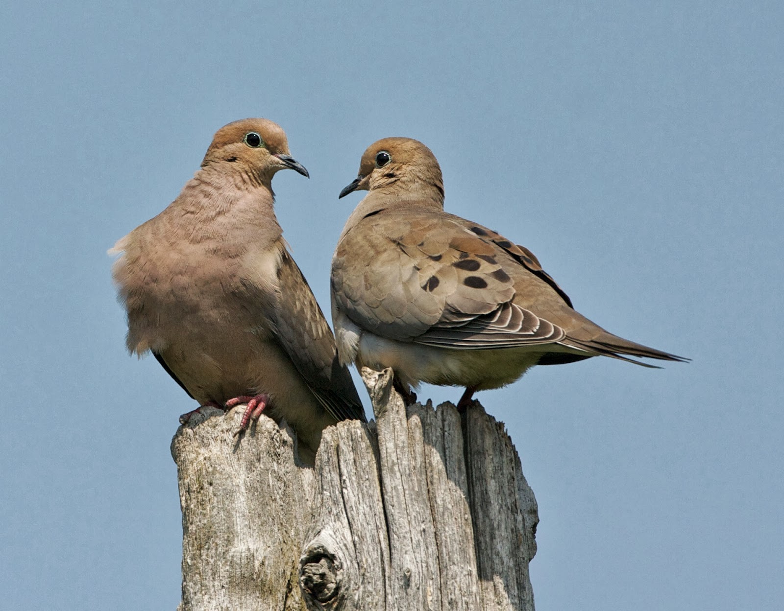 The Animal Alliance Office... To Kill a Dove