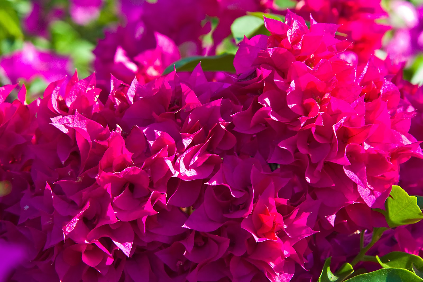 Tanzania & Zanzibar Flowers