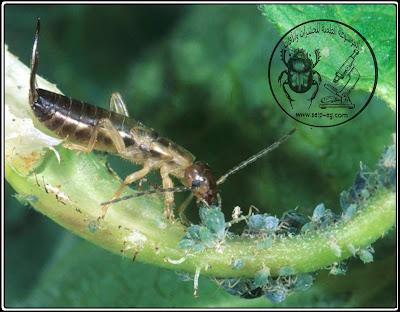 إبرة العجوز – أبو مقص Dermaptera - الصفات المورفولوجية لرتبة جلدية الأجنحة ودورة الحياة تغذية وافتراس أبو مقص لحشرة المن