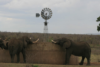Deze tour van 60 km - waar Kruger grenst aan Mozambique - ligt buiten het gebruikelijk drukker bezocht deel van Kruger.
