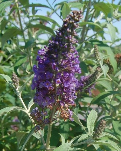 Plant Preview: Fragrant, Long-blooming, Asian Moon Butterfly Bush is