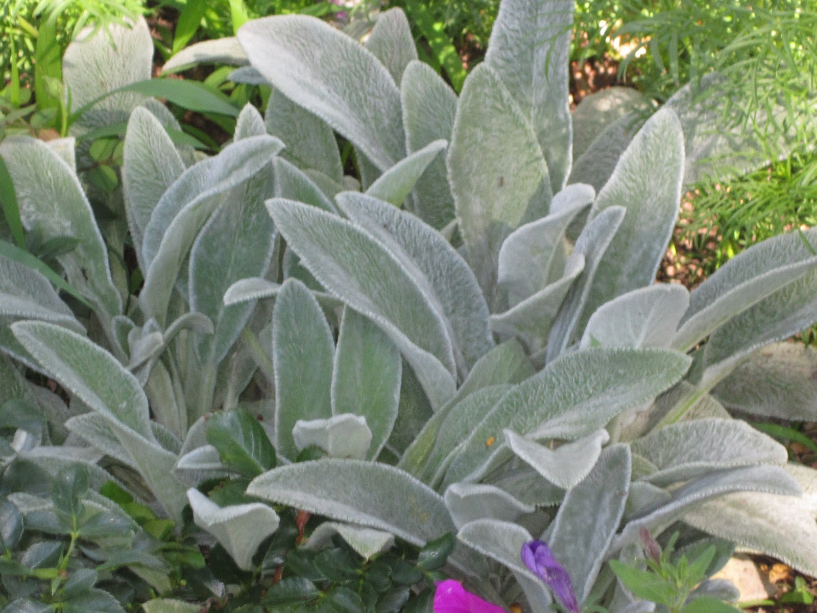A Basket of Herbs A Little Lamb's Ear