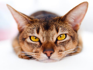 gambar kucing mengantuk,persia medium brown tabby