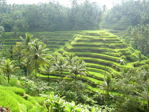 Things to do in bali 9b