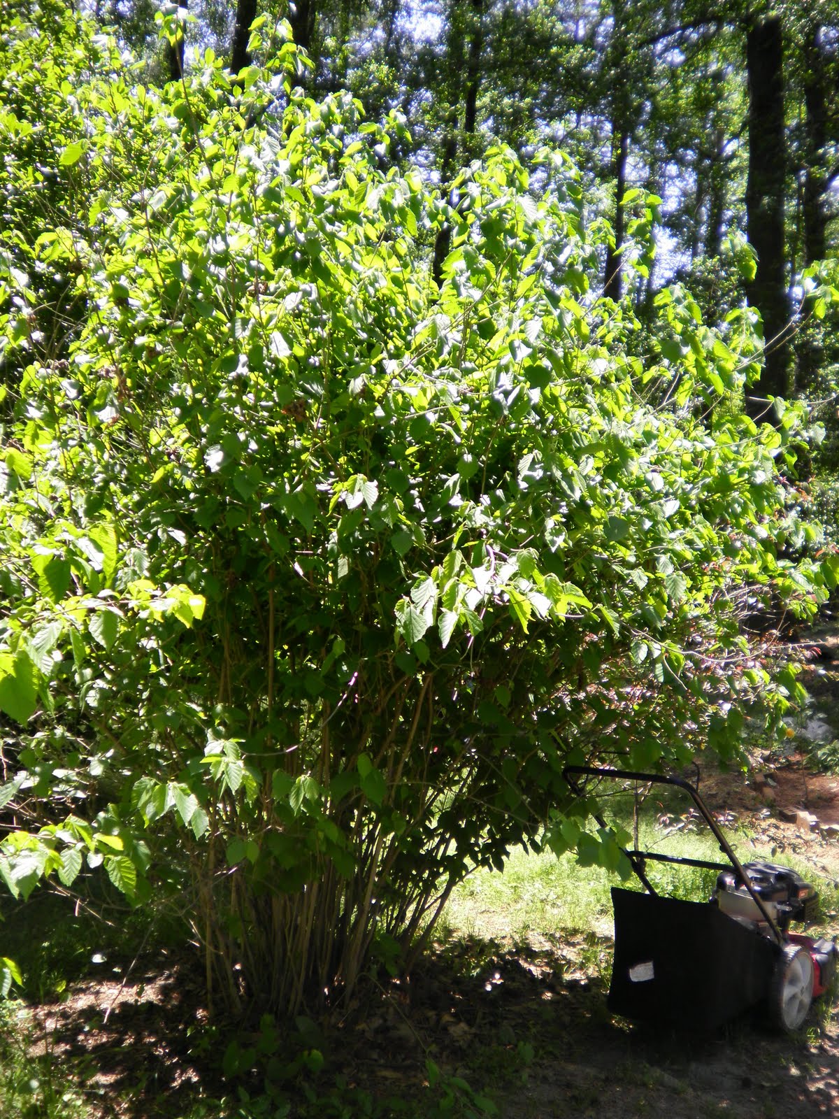 Simply Self Sufficiency Hazelnuts