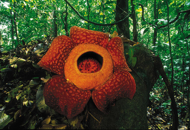 Paisajes de Selvas Tropicales Selva Tropical