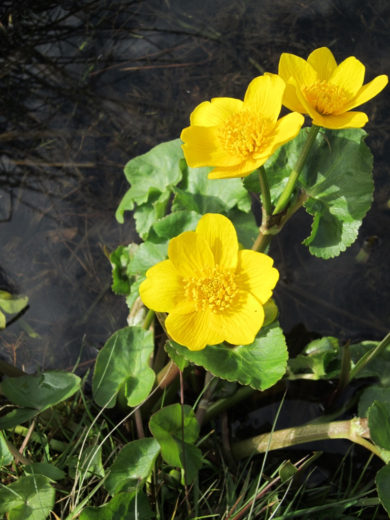 Durham University Biodiversity Survey Marsh Marigold