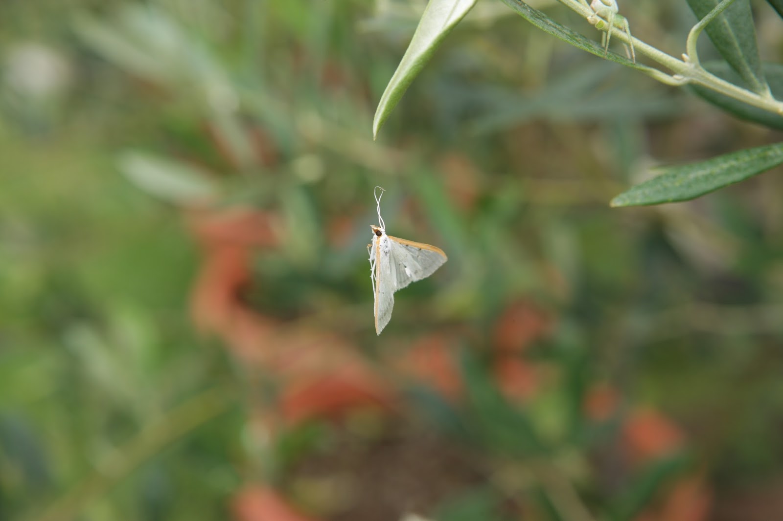 伊豆白浜オリーブ園 マエアカスカシメイガ