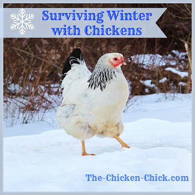 The Chicken Chick®: Surviving Winter with Chickens