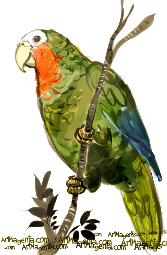 Birds: Cuban Amazon
