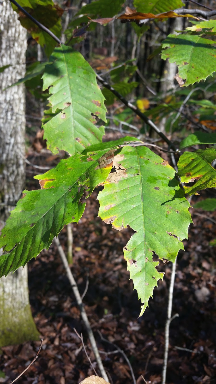 Dewberry Lands Trees