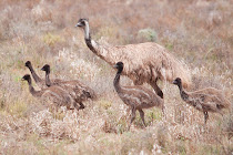 Emu