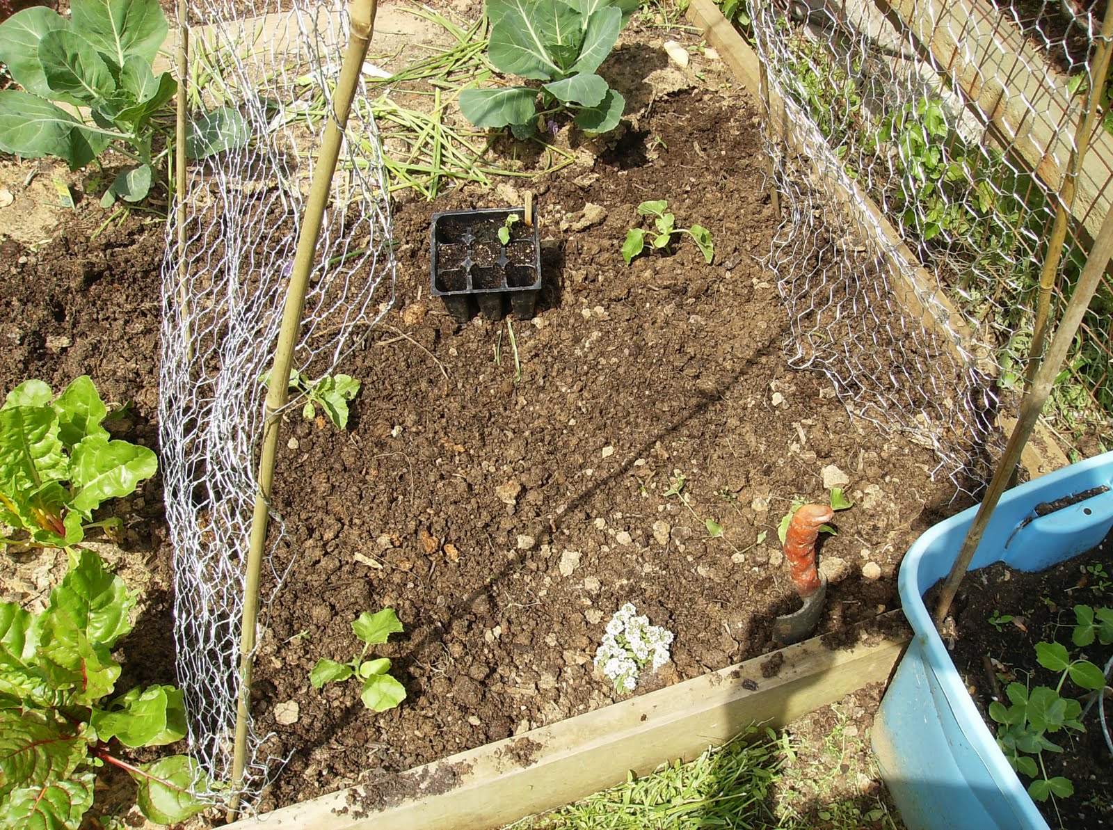 Building A Low Cost Vegetable Garden Trellis In Pictures The Poetic Vegetable Garden