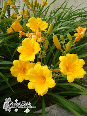 stella d'oro daylily