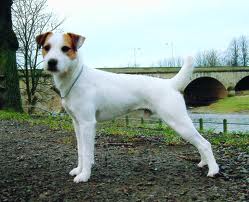 russell terrier smooth coat