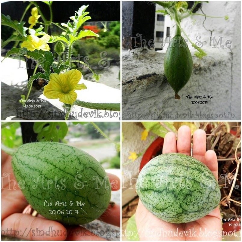 Home Grown Watermelon - Flowers and Fruit Home Grown Watermelon - Flowers and Fruit