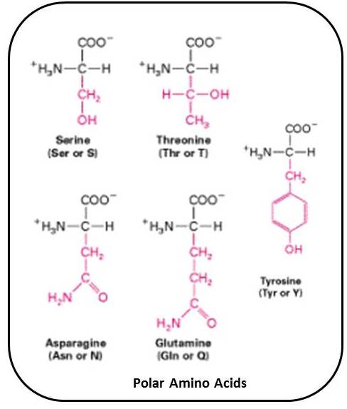 protein oligomers hydrophobic amino acids