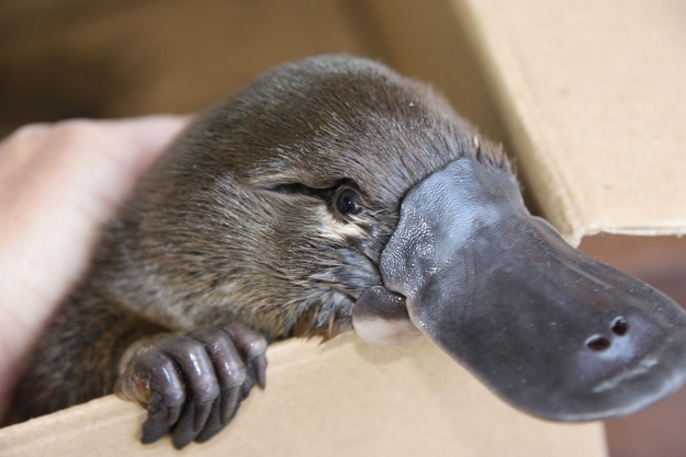 are platypus babies called puggles are platypus babies called puggles