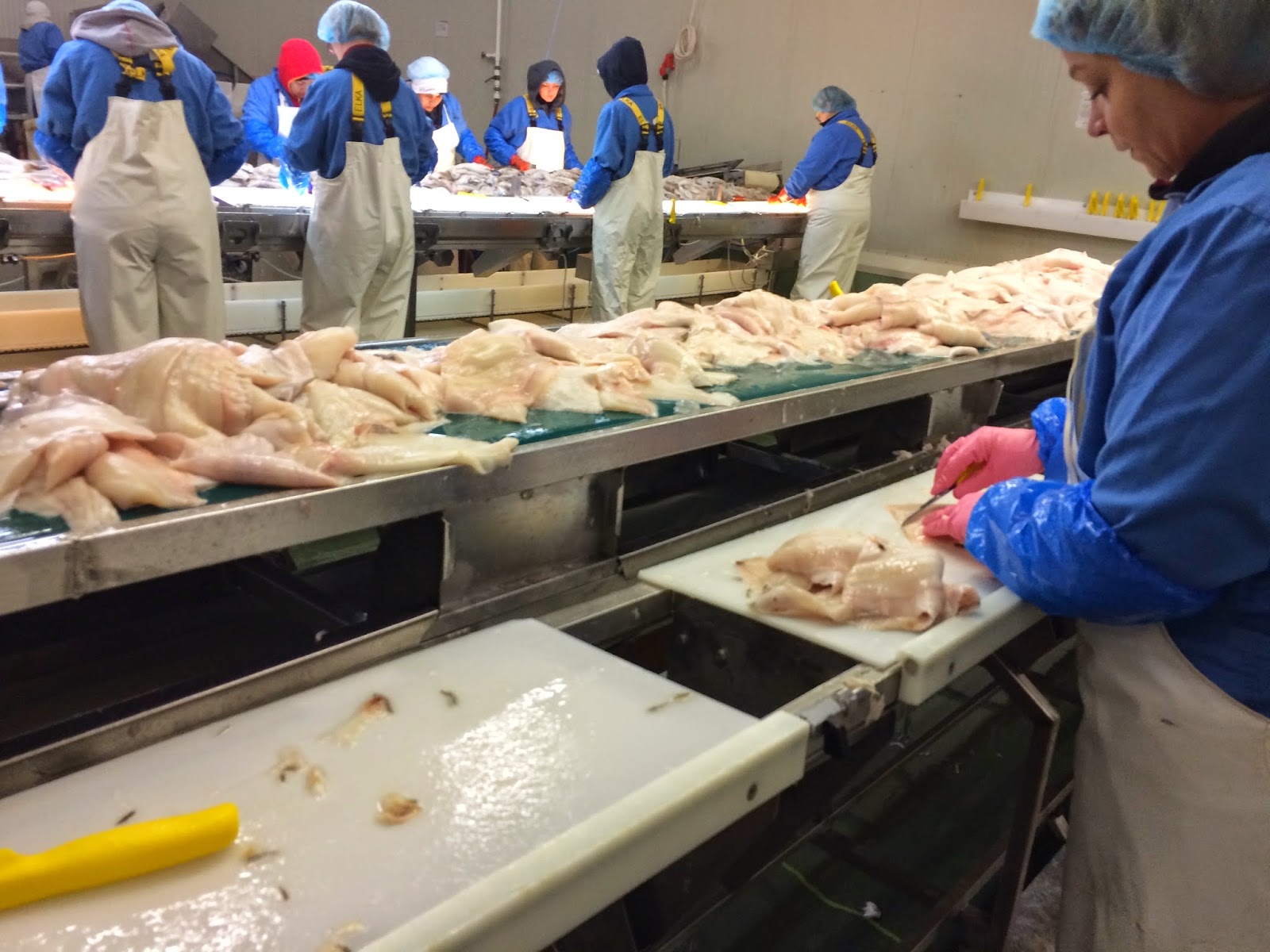 Chef Rafi Cooks The World Eating fish in Iceland Fiskur Saelkerans