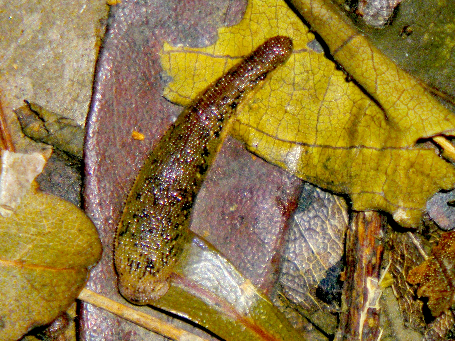 Fauna Photography Formosa Ryukyu Land Leech (Taipei)