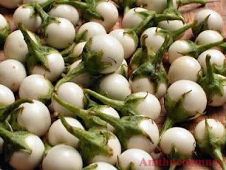 Mẹo hay muối Cà pháo ngon, giòn Mẹo hay muối Cà pháo ngon, giòn