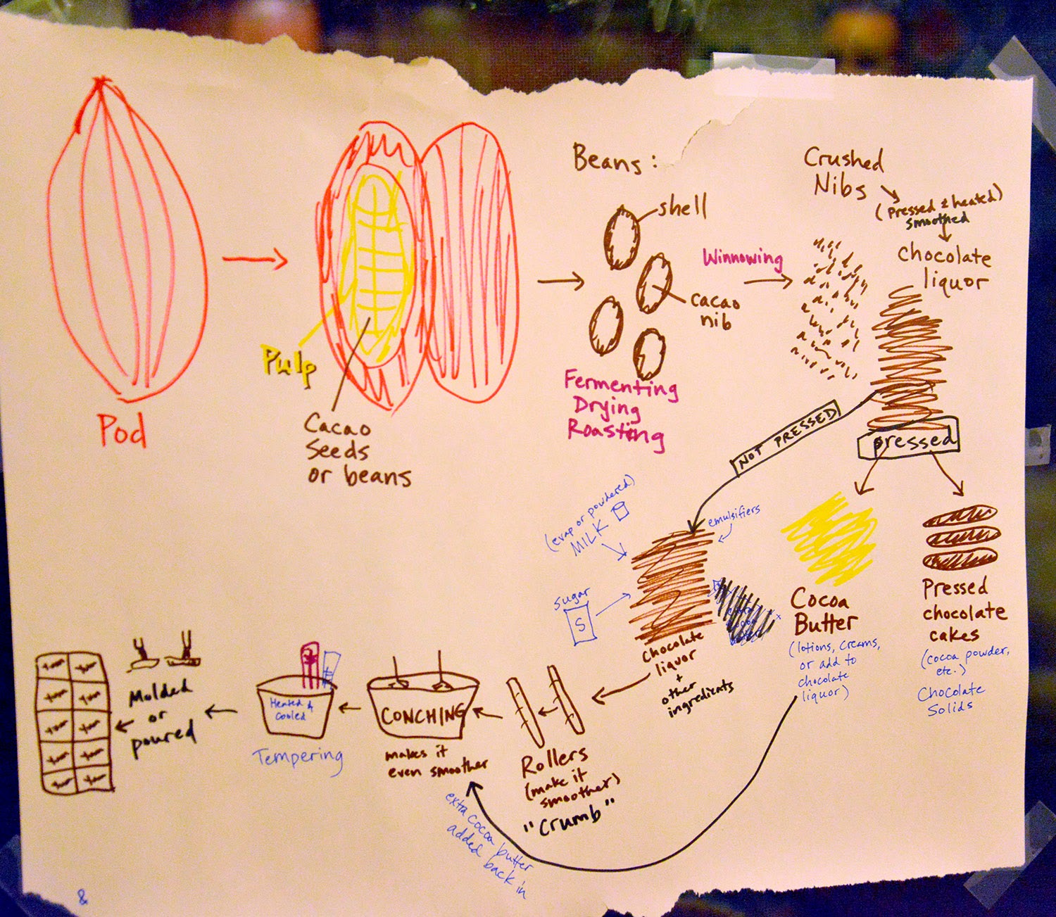 A school of fish Chocolate from Bean to Bar