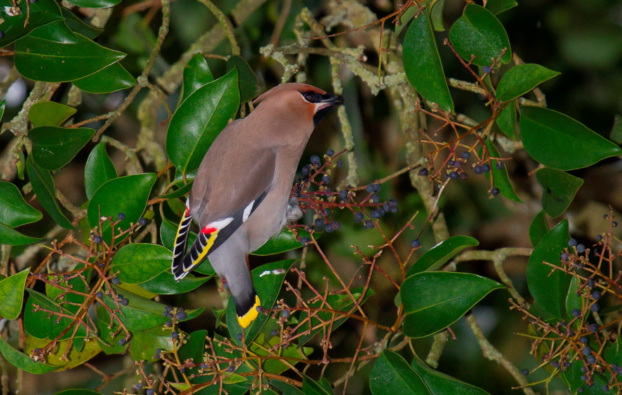 Aves por España: Ampelis europeo (Bombycilla garrulus)