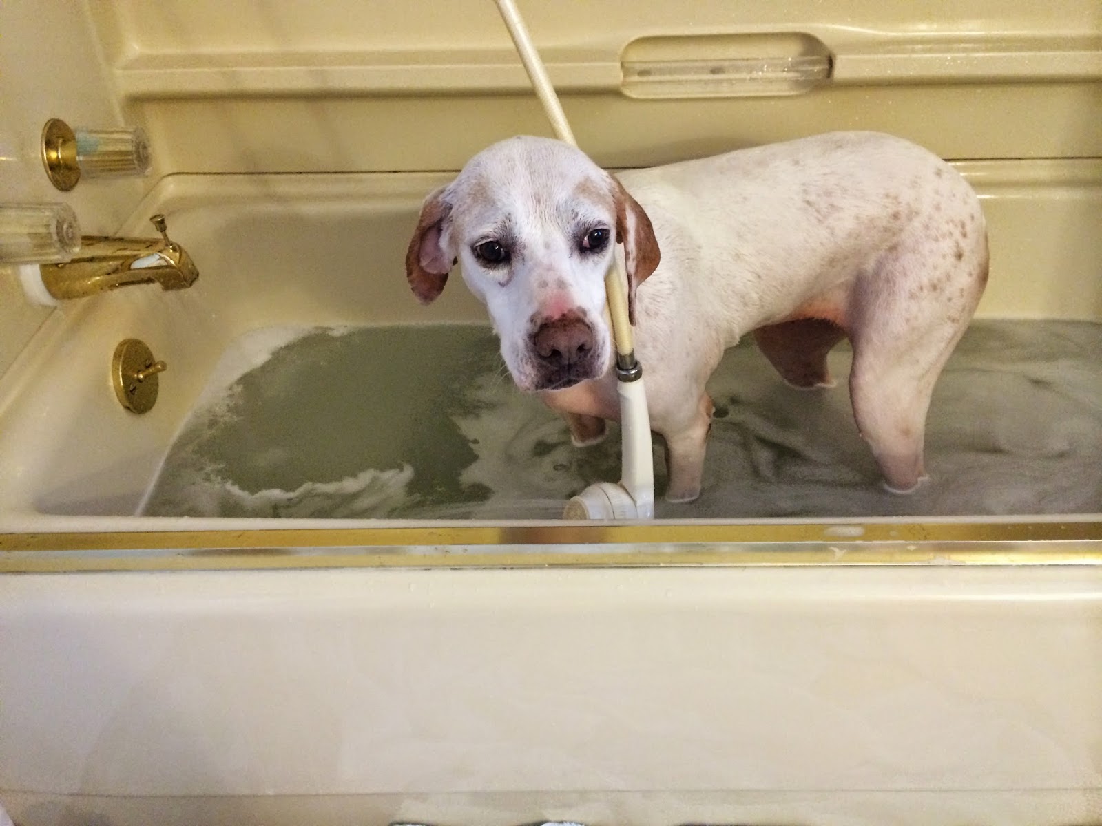 Shirley's World Bath Day For Dogs