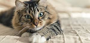 Conoscere tutto sui gatti ecco il sito più completo sul mondo dei gatti buona visione