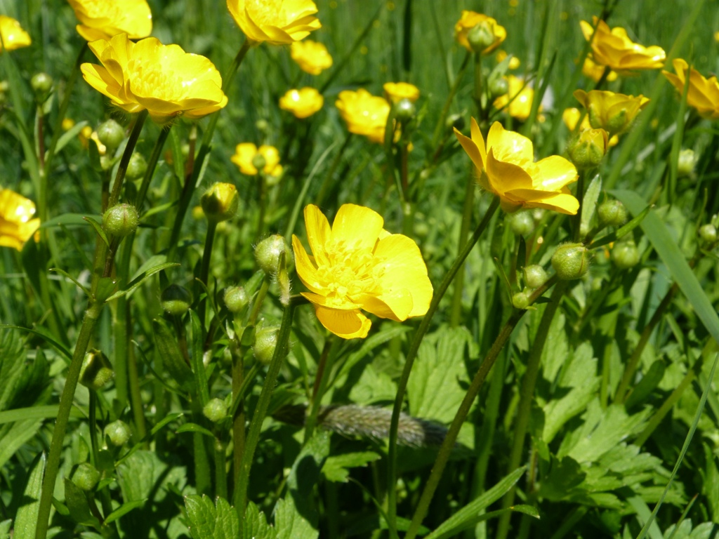 An English Homestead Buttercups