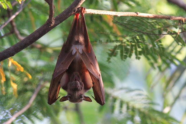 RÃ©sultat de recherche d'images pour "chauve souris roussette congelÃ©e"