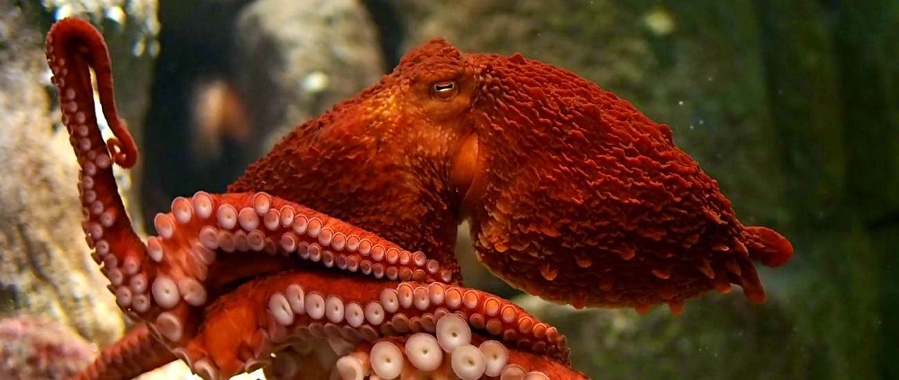 akvaryum habitat ahtapot akvaryumu baslangic rehberi