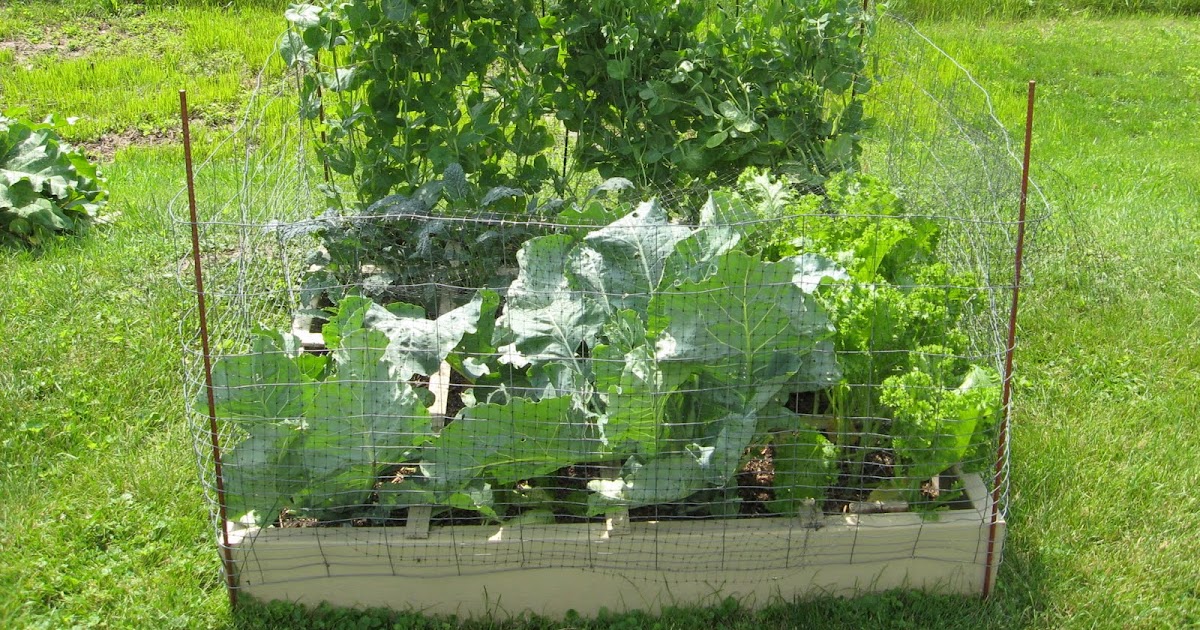 Journey To A More Simple And Greener Lifestyle: Square Foot Gardening