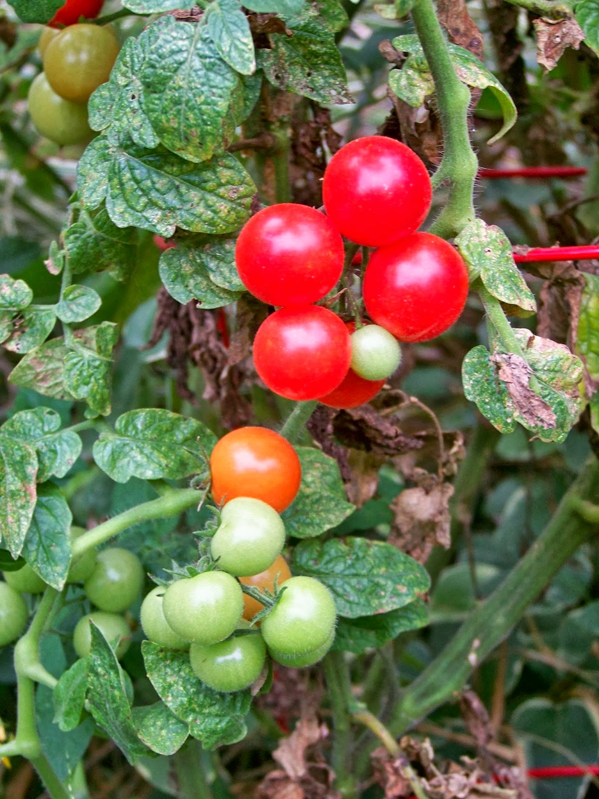 Tell Me A Story CHERRY TOMATOES, Fruit or Vegetable?