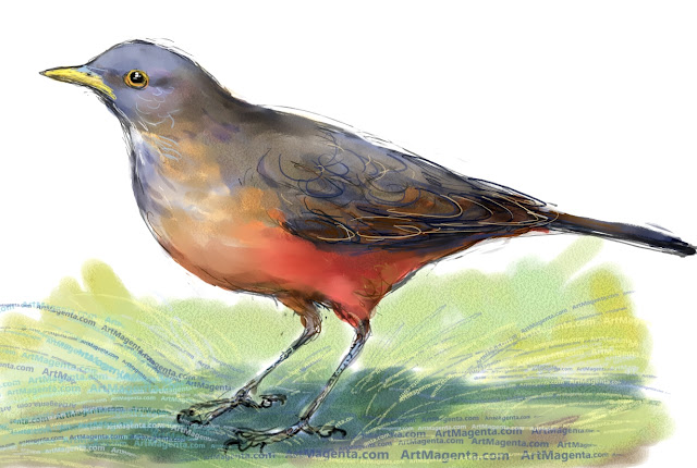 Rufous-bellied thrush sketch painting. Bird art drawing by illustrator Artmagenta
