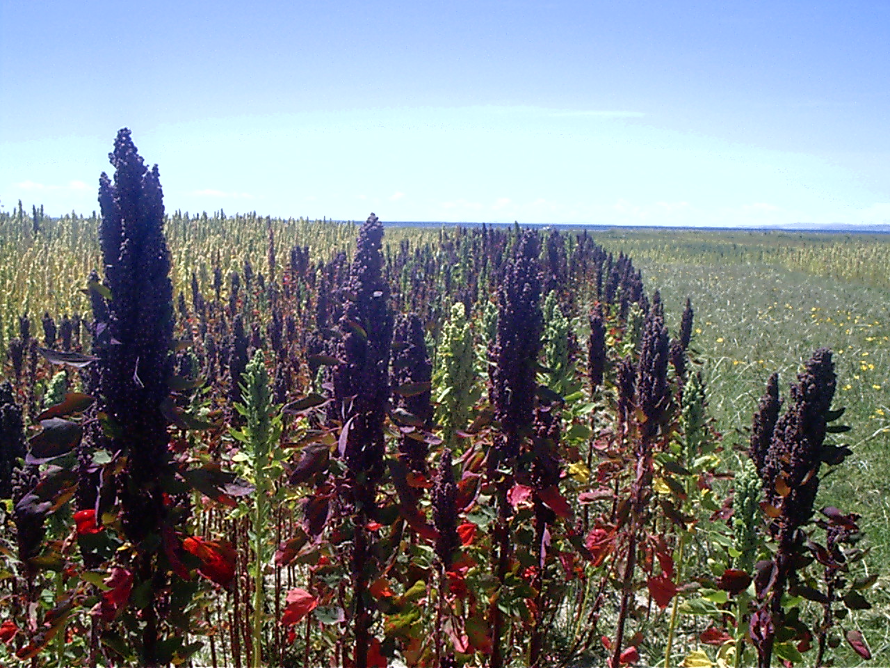 INGbioproductores QUINUA NEGRA TRANQUILIZANTE Y REGULADOR HORMONAL