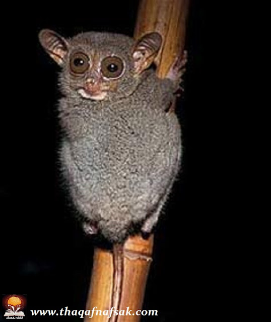 نقره لتكبير أو تصغير الصورة ونقرتين لعرض الصورة في صفحة مستقلة بحجمها الطبيعي