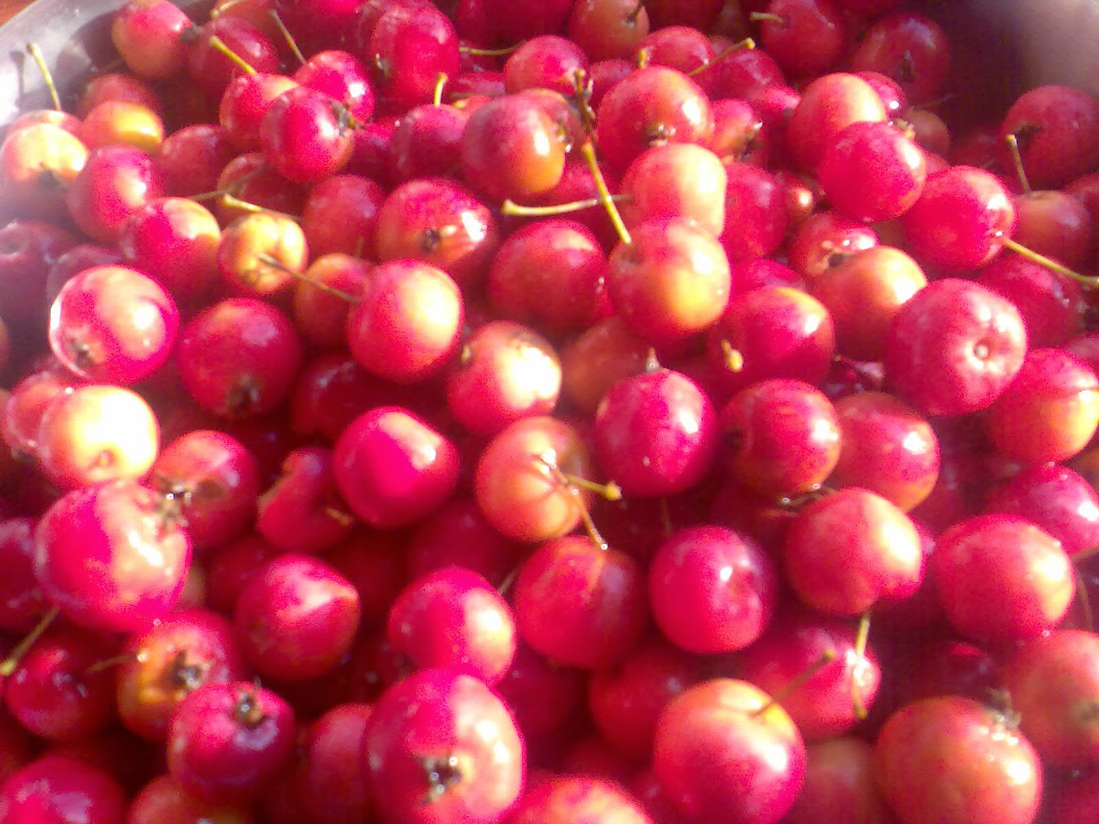 Ben's Adventures in Wine Making Crab Apple Wine 2013 The Making Of