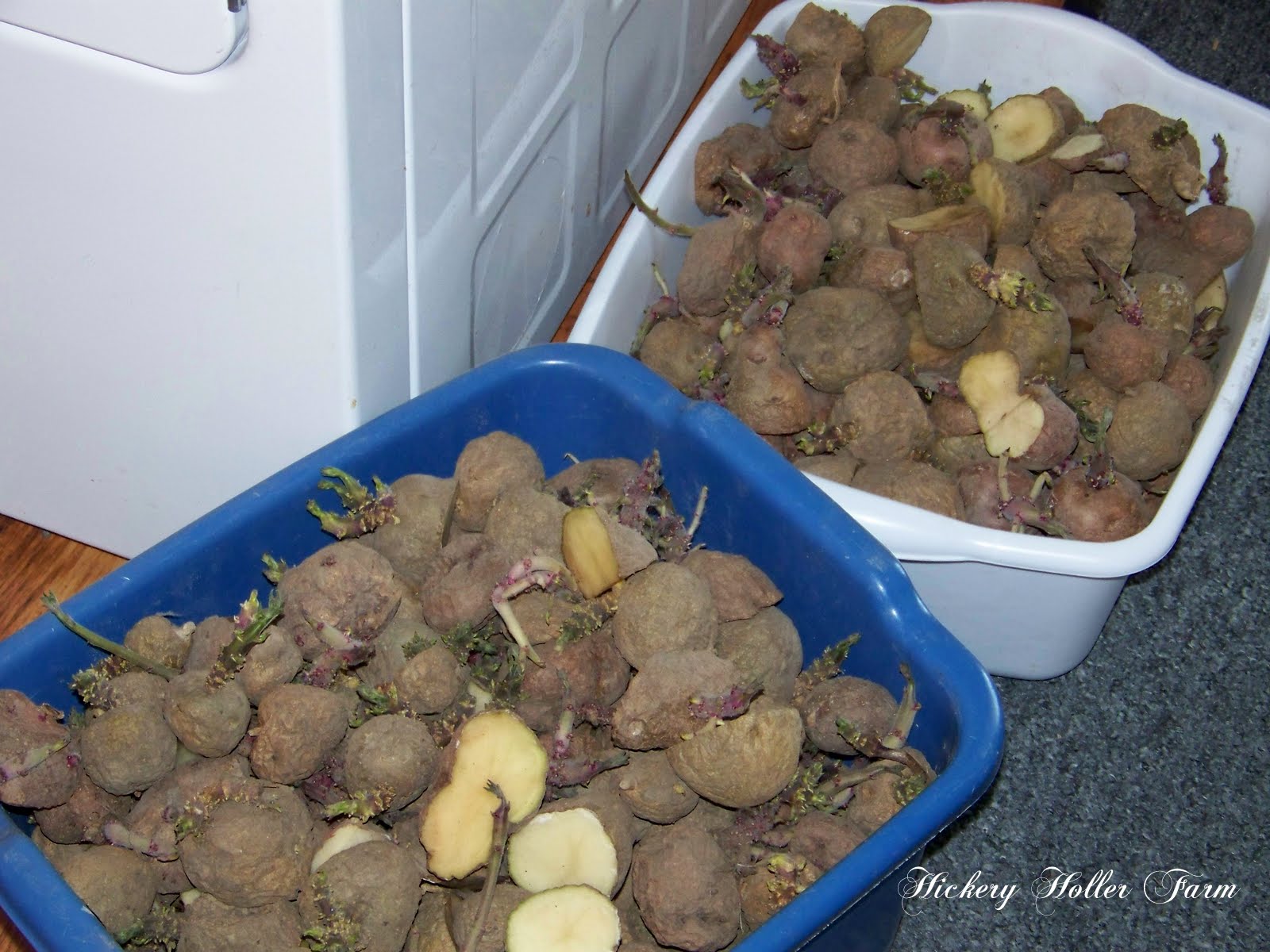 Hickery Holler Farm Chitting Potatoes