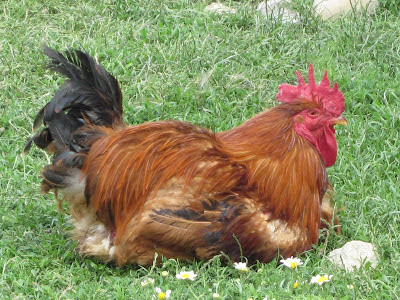 gallo