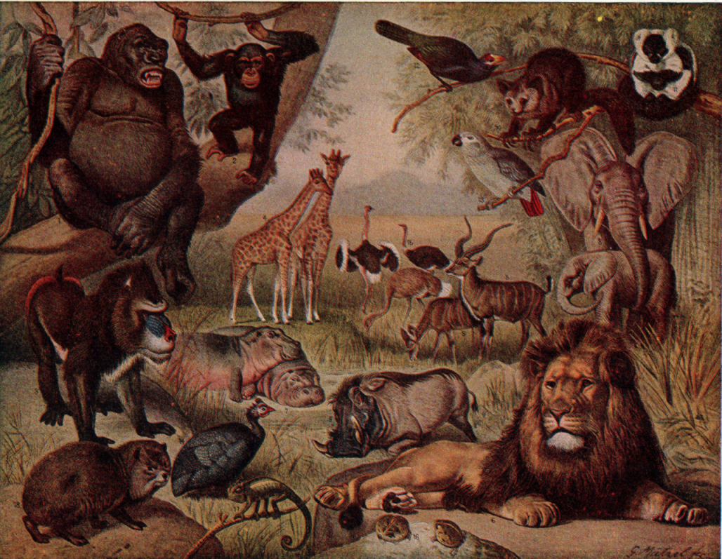 http://1.bp.blogspot.com/-Hoxr-ANdMAY/Tn9dHTOHYDI/AAAAAAAAAAo/CUx4oa-MxXY/s1600/african+animals+2.png