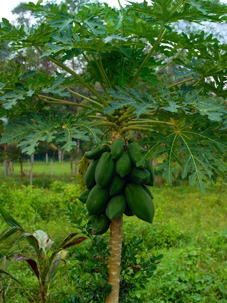 TanamSendiri.com -- Grow Your Own: Membuat Benih Sendiri -- Betik