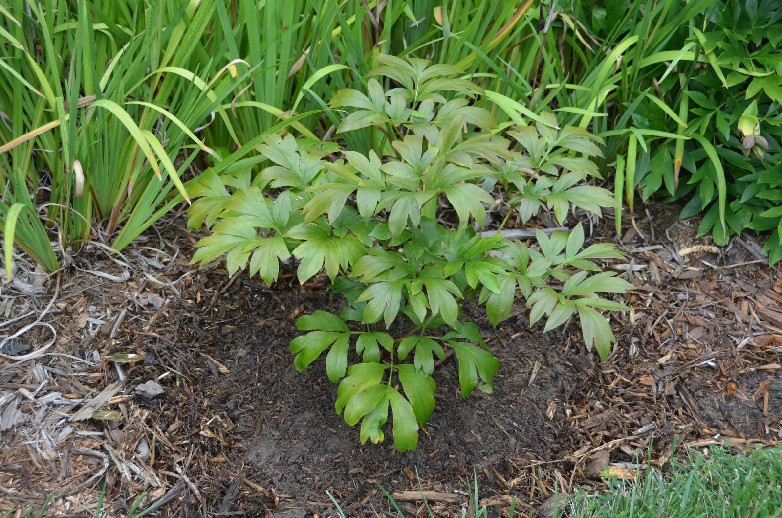 Southern Peony 2015 How to Fertilize a Peony