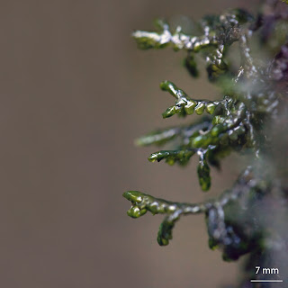foto de la hepatica Porella pinnata de la familia Porellaceae