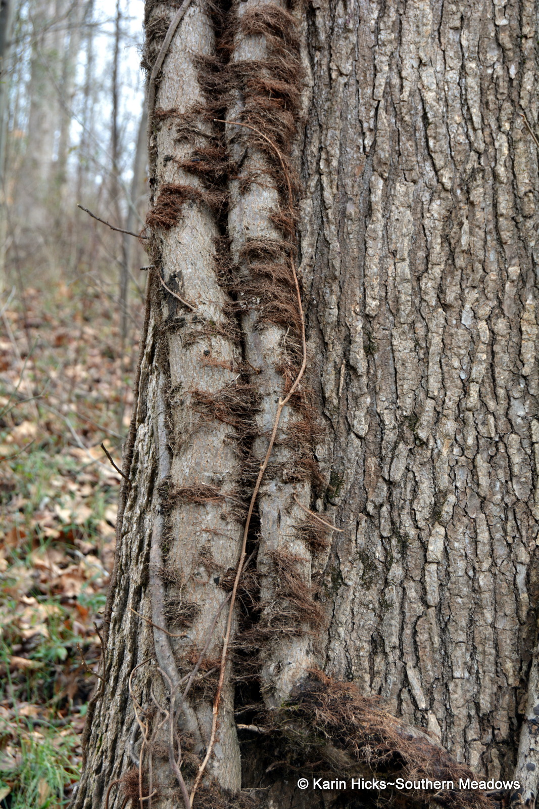 Poison Ivy A Winter Study